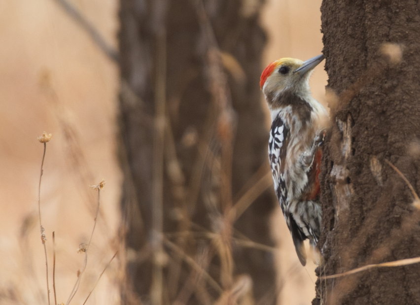 Yellow-crowned Woodpecker - Fareed Mohmed