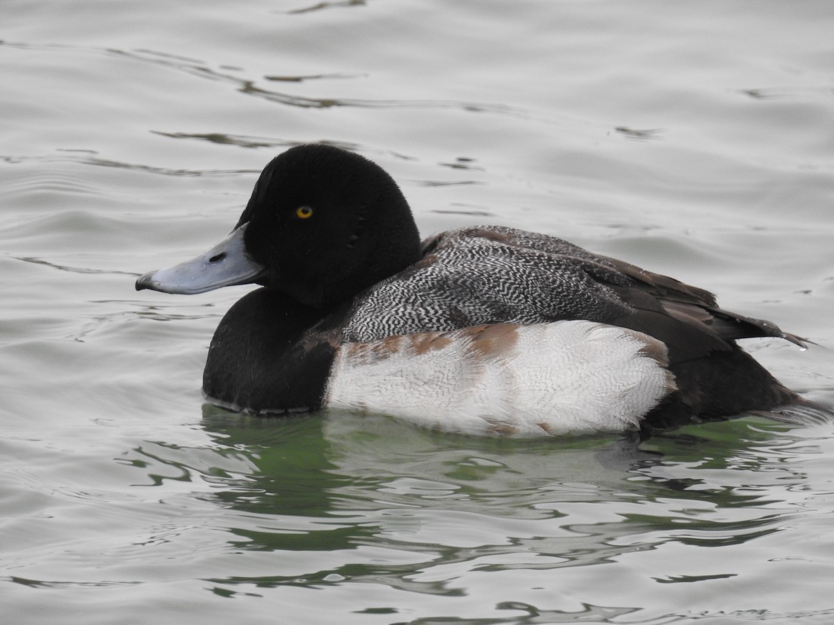 Greater Scaup - ML85492441