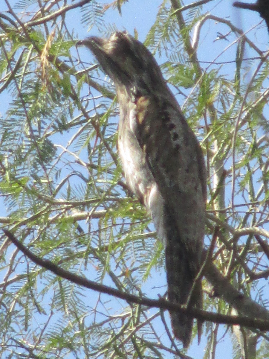 Northern Potoo - Mary Asselin