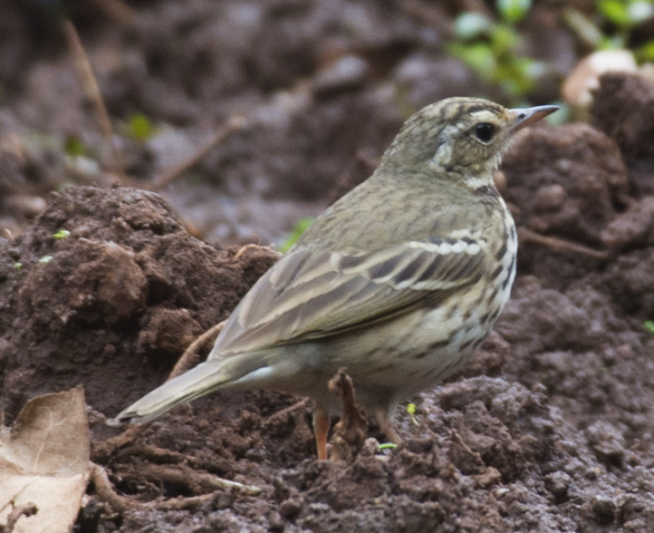 Olive-backed Pipit - Fareed Mohmed