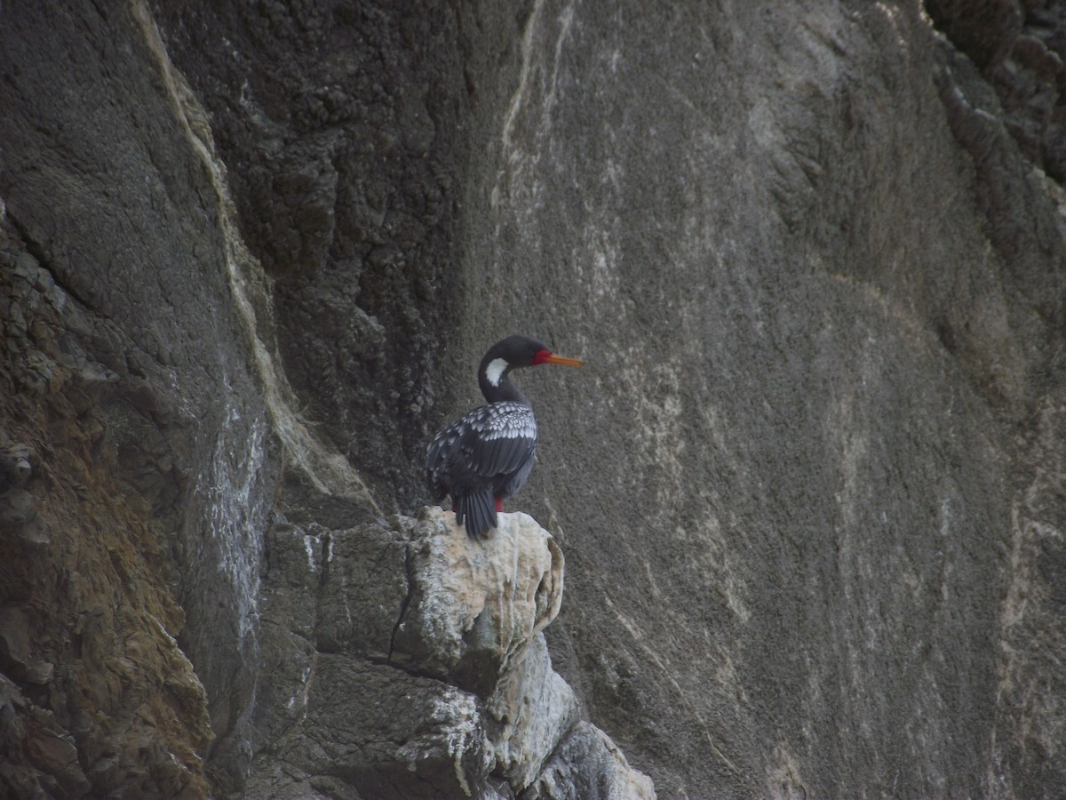 Red-legged Cormorant - ML85495011