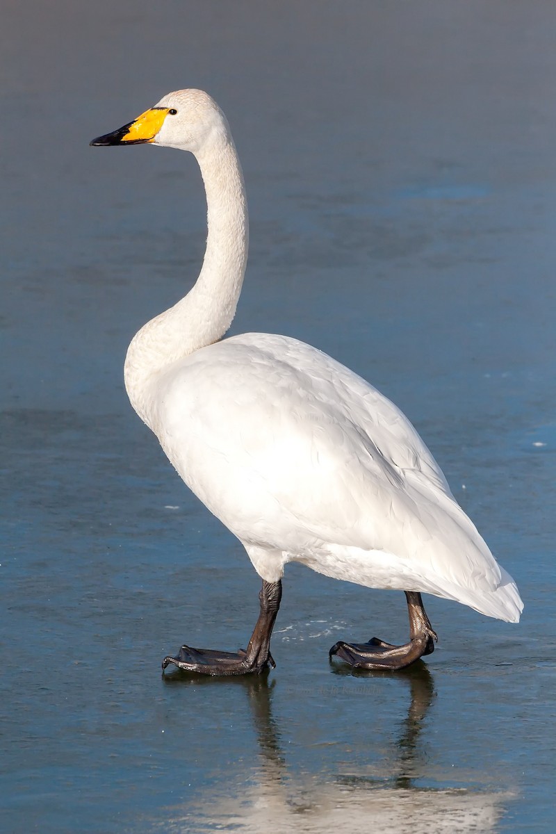 Whooper Swan - ML85495161