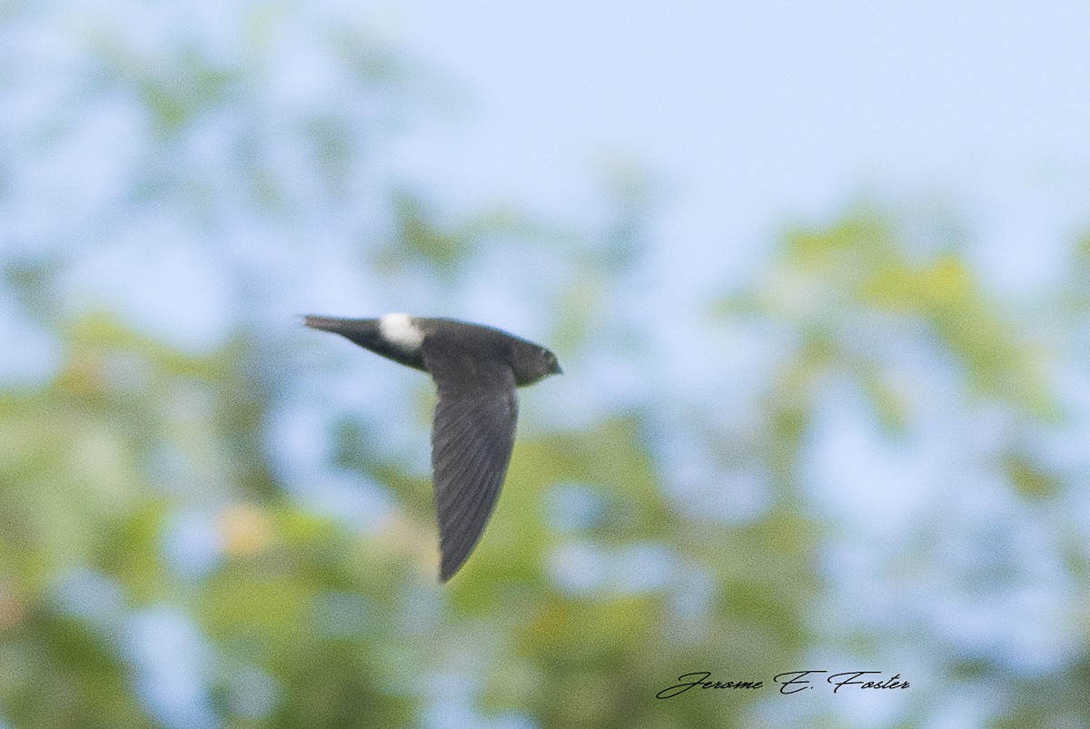 Band-rumped Swift - Jerome Foster