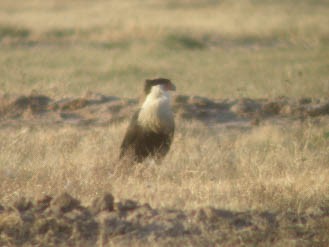 Crested Caracara (Northern) - Bill Lupardus