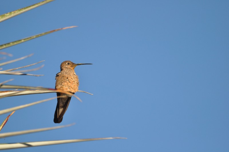 Giant Hummingbird - Wannes Bos
