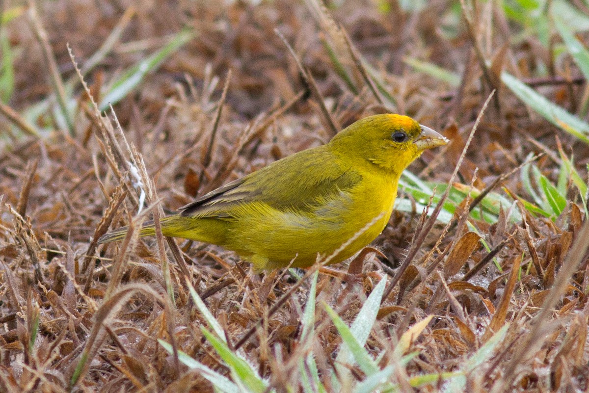 Orange-fronted Yellow-Finch - Justyn Stahl