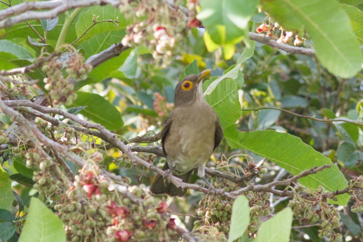 Spectacled Thrush - Justyn Stahl