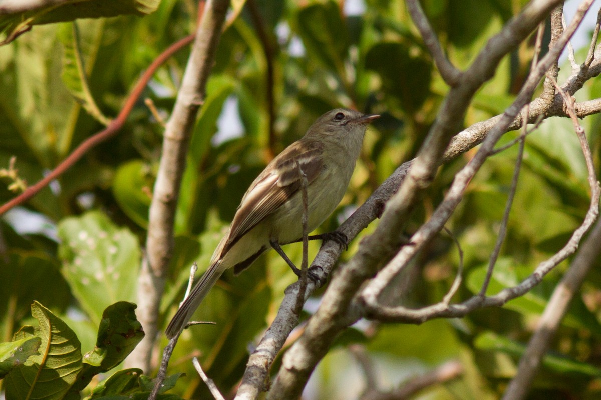 Northern Mouse-colored Tyrannulet - ML85500851