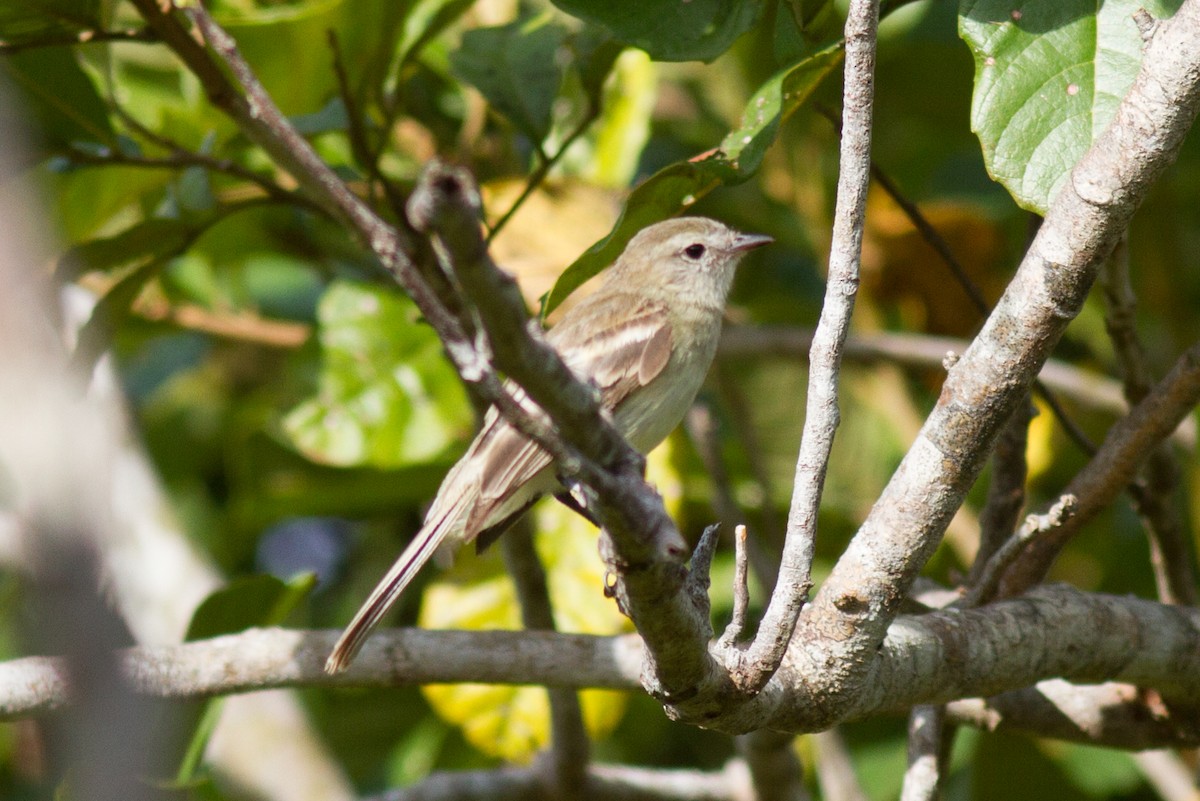 Northern Mouse-colored Tyrannulet - ML85500861