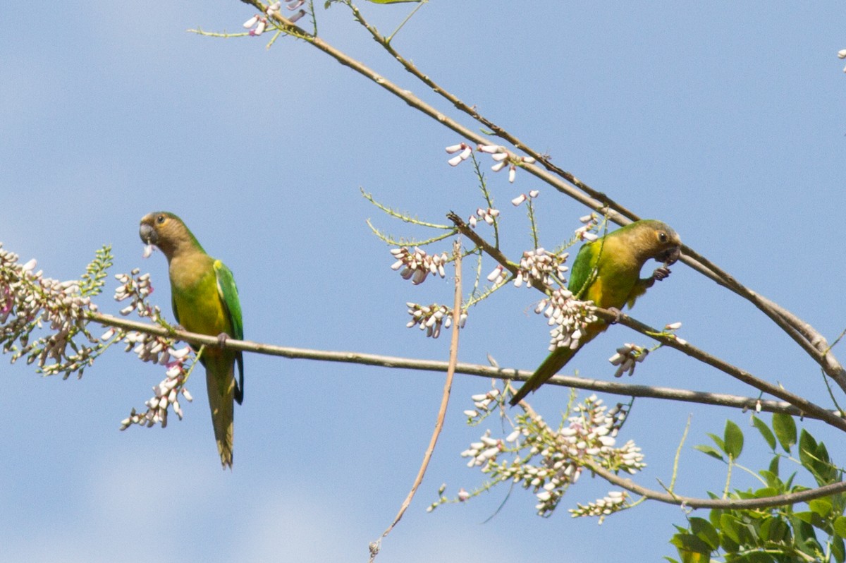 Brown-throated Parakeet - ML85501991