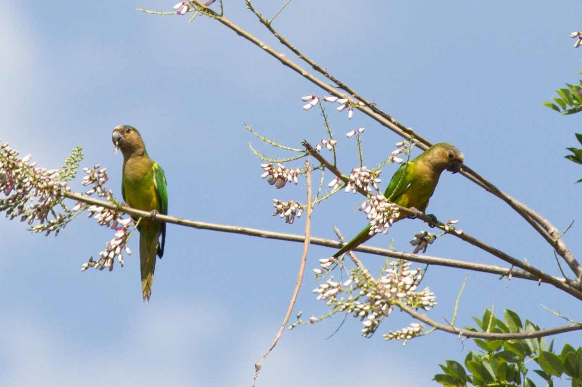 Brown-throated Parakeet - ML85502001