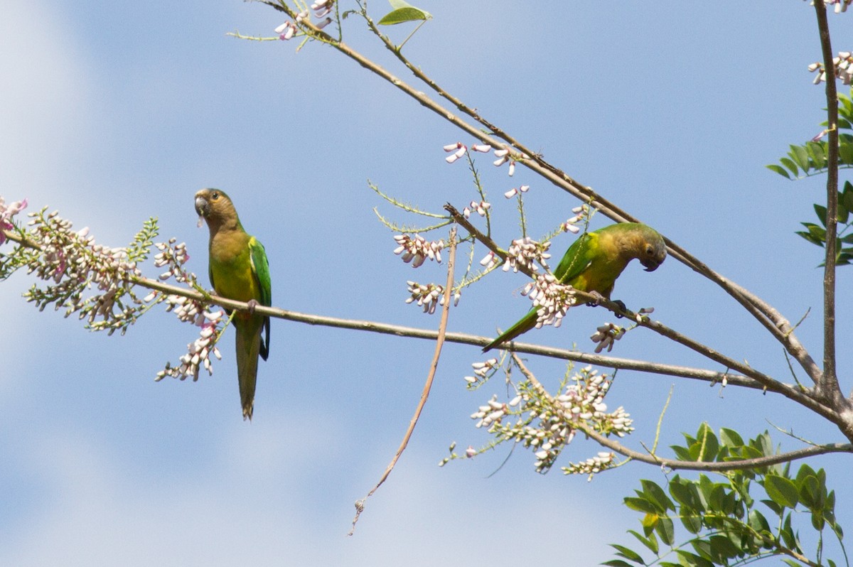 Brown-throated Parakeet - ML85502021