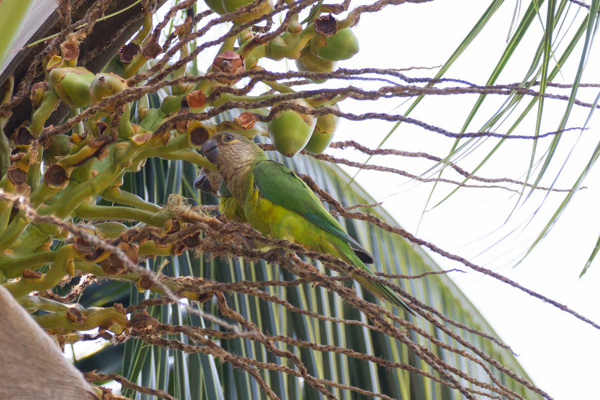 Brown-throated Parakeet - ML85503761