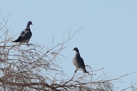 Common Wood-Pigeon - Khalifa Al Dhaheri
