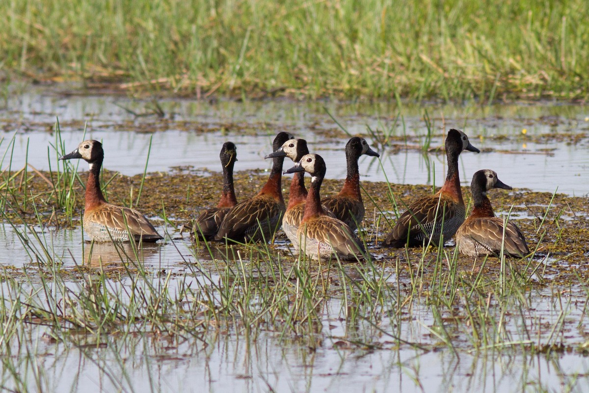 White-faced Whistling-Duck - Justyn Stahl