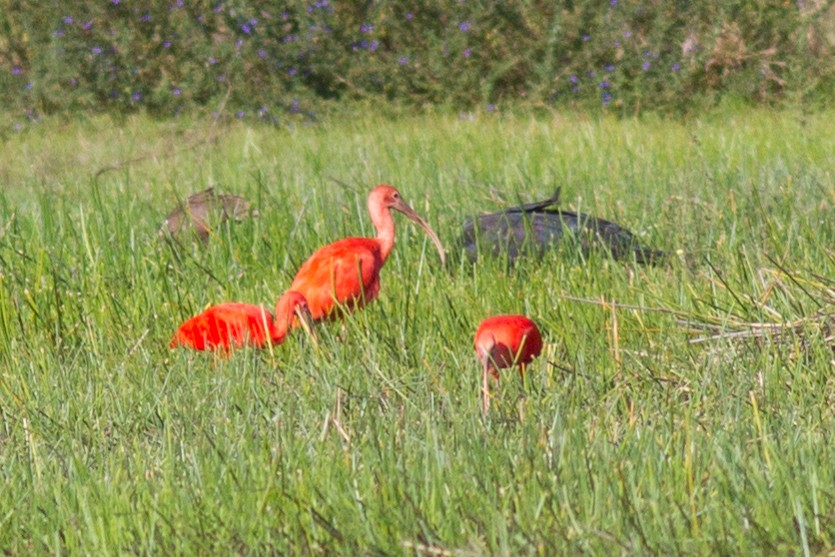 ibis rudý - ML85504371