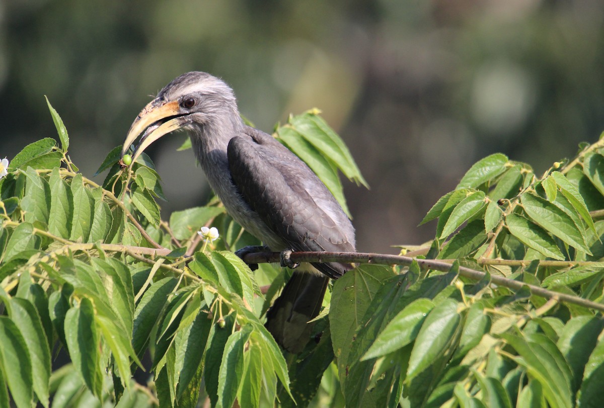 Malabar Gray Hornbill - Karthick VS