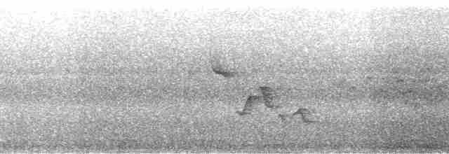 Gri Göğüslü Çıtkuşu (leucophrys/boliviana) - ML85507