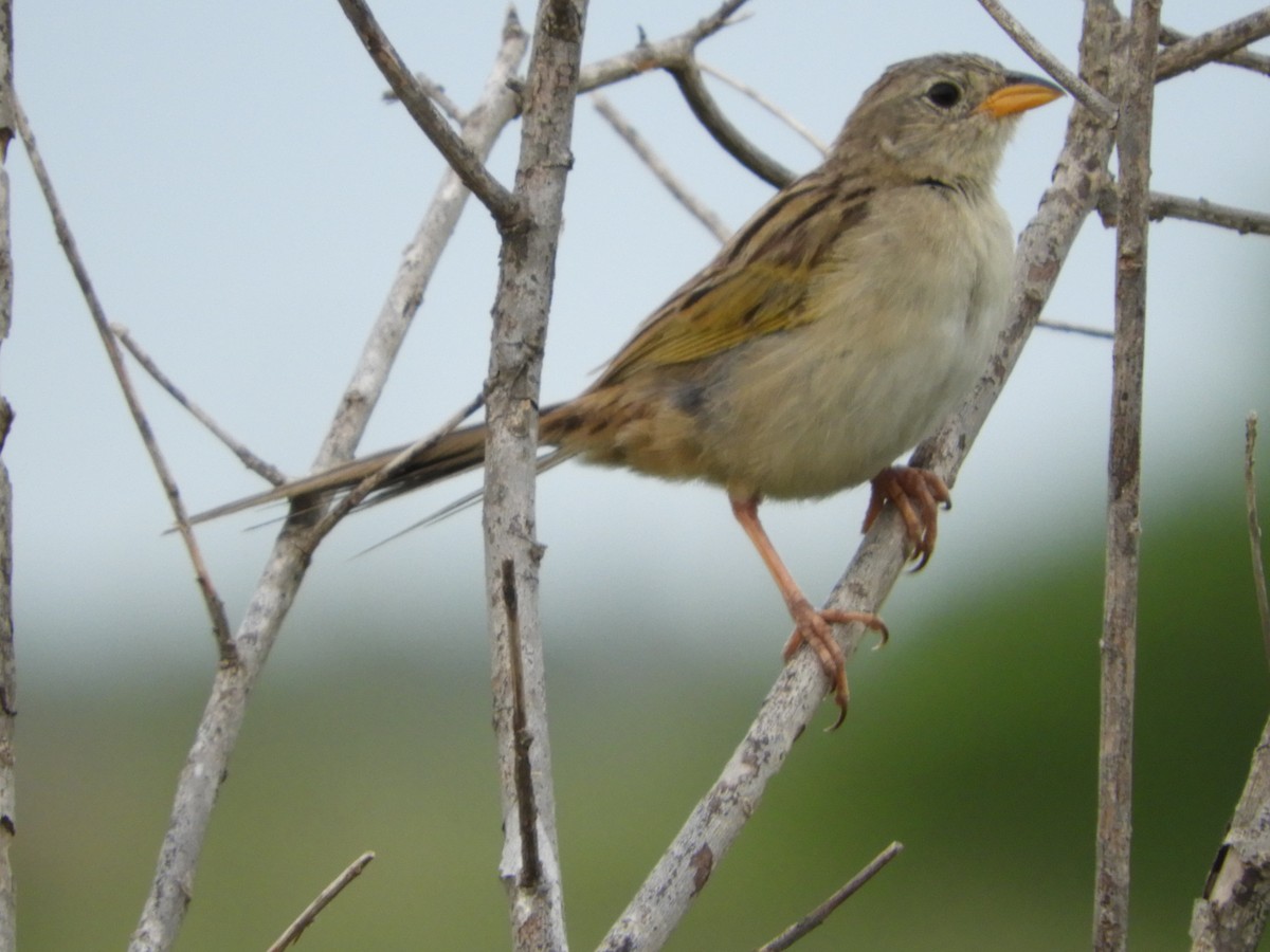Wedge-tailed Grass-Finch - ML85507071