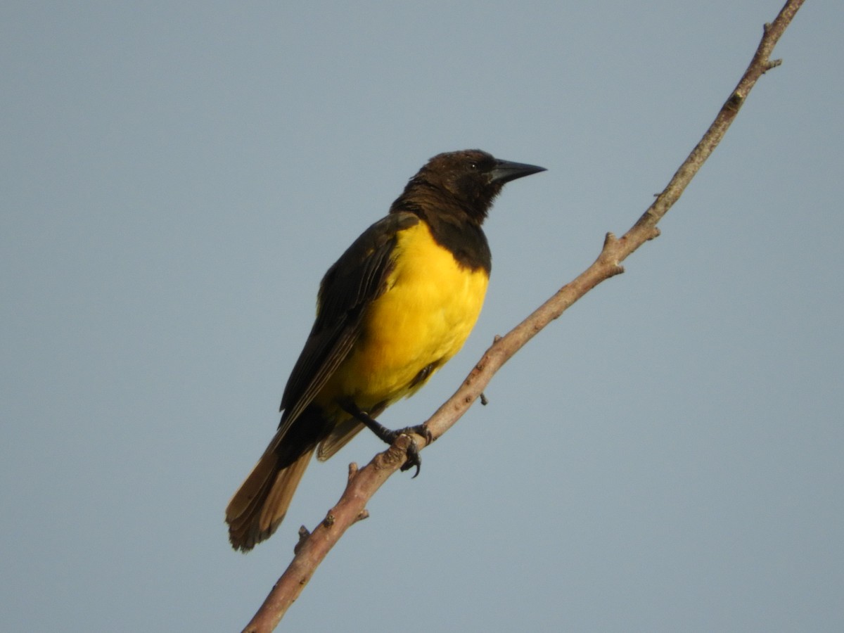 Yellow-rumped Marshbird - Silvia Enggist