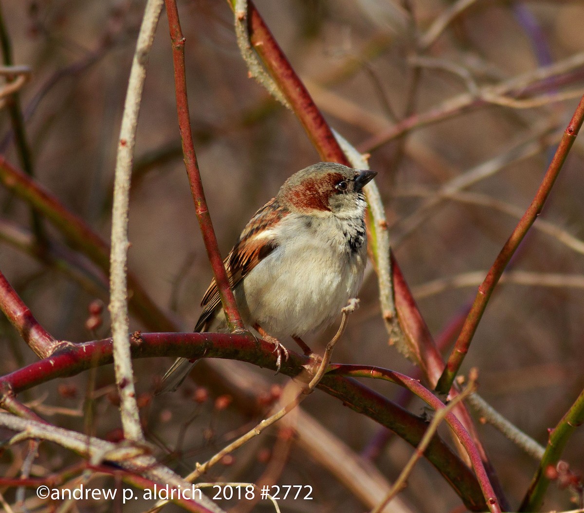 House Sparrow - andrew aldrich
