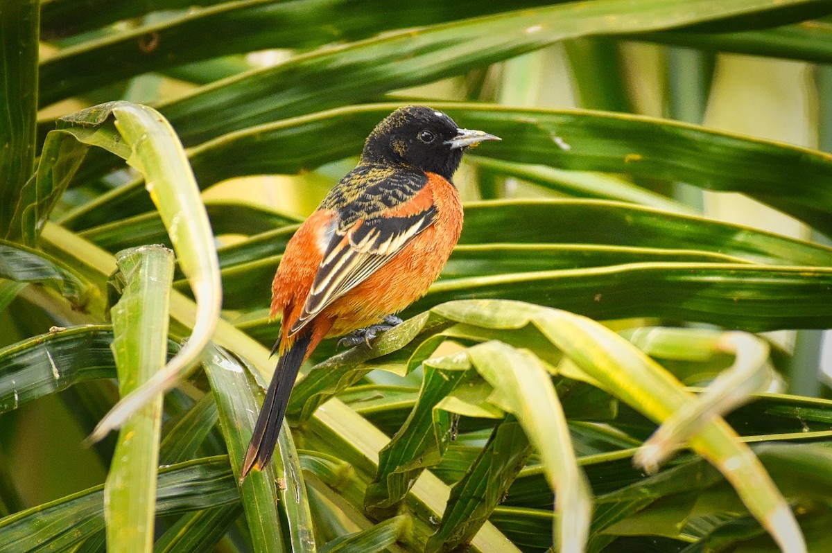 Orchard Oriole - ML85514851