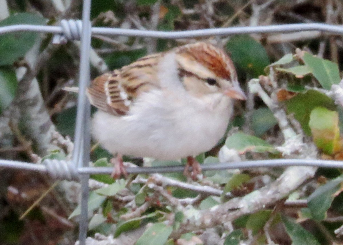 Chipping Sparrow - Gwen Lanning