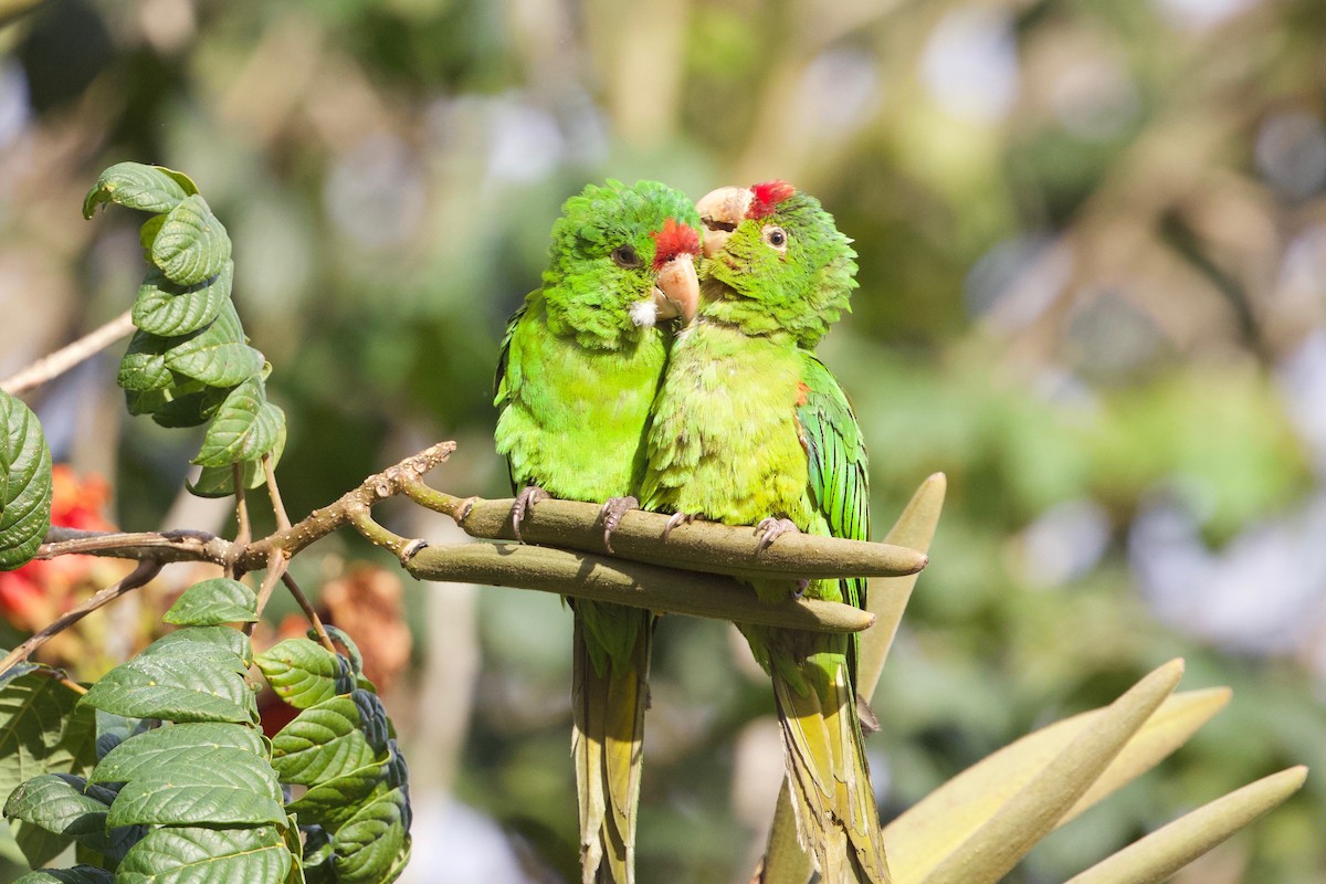 Crimson-fronted Parakeet - Cory Gregory