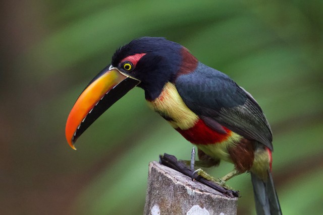 Fiery Billed Aracari