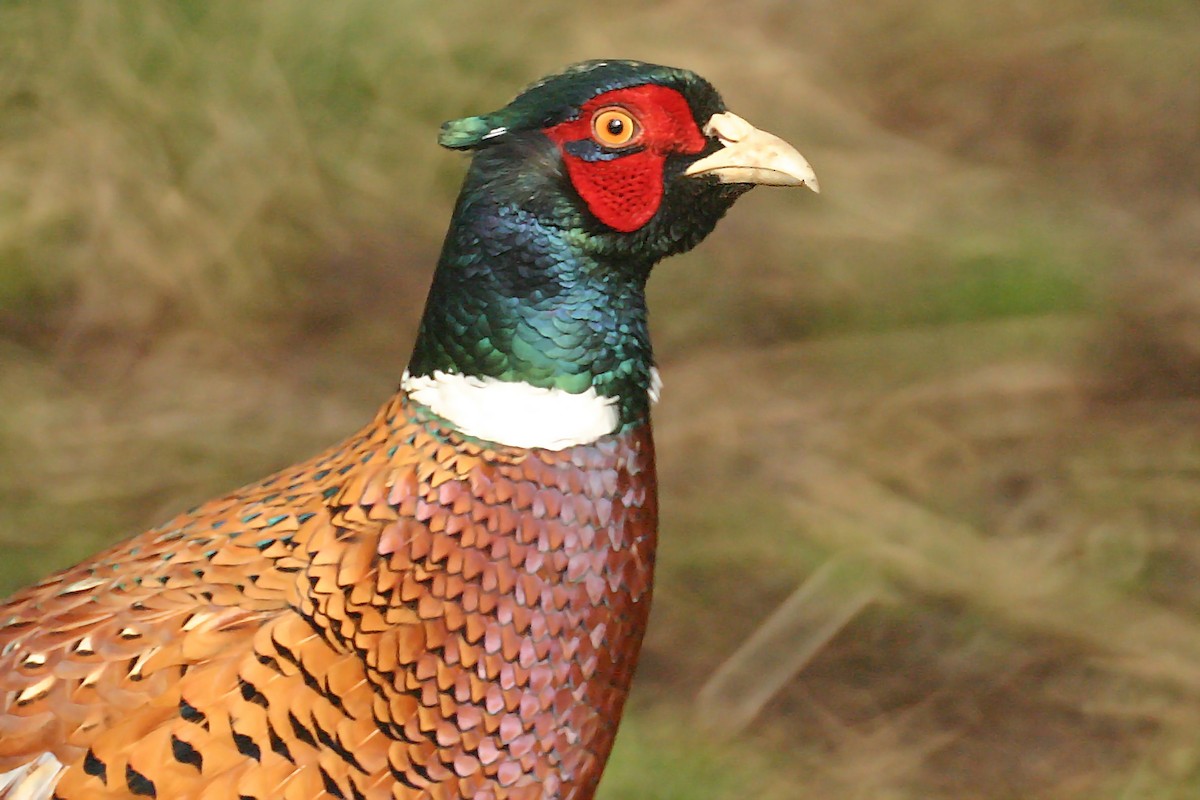 Ring-necked Pheasant - Jon Lowes