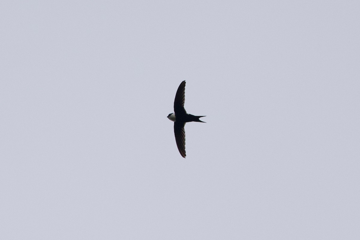 Lesser Swallow-tailed Swift - ML85520341