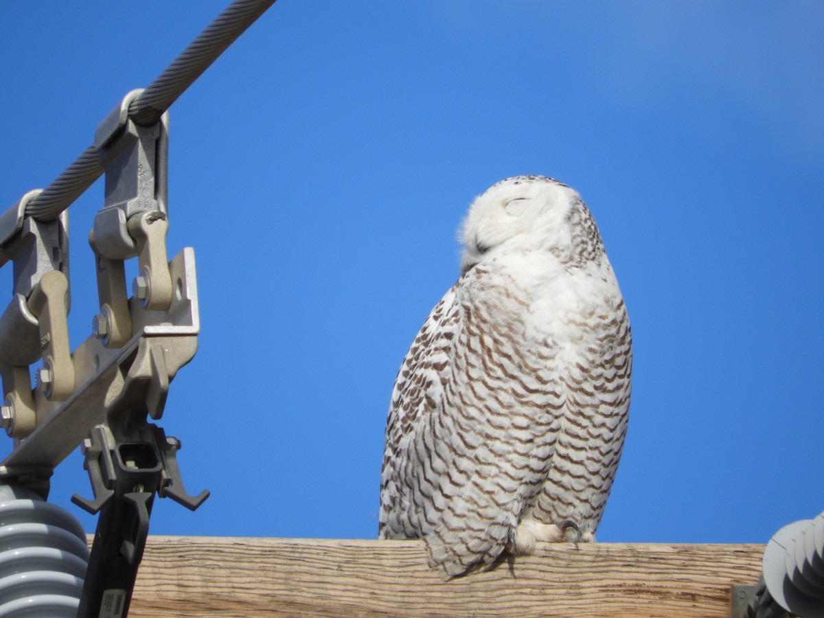 Snowy Owl - ML85521421