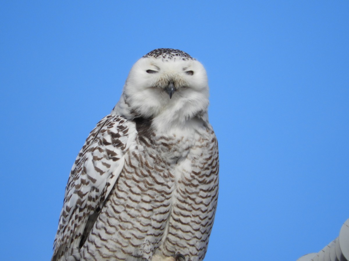 Snowy Owl - ML85521471