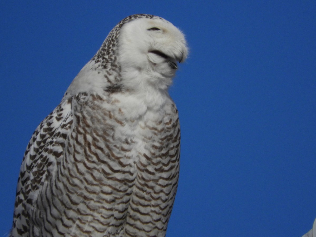 Snowy Owl - ML85521531