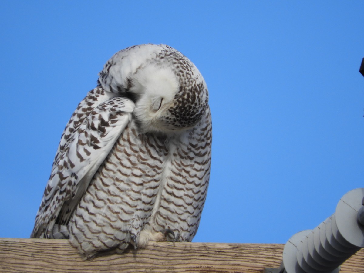 Snowy Owl - ML85521841