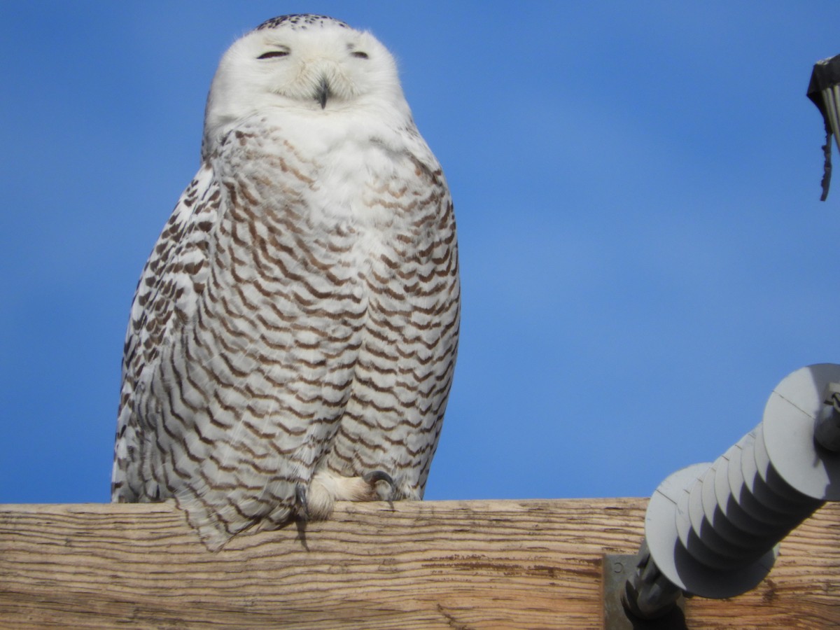 Snowy Owl - ML85521941