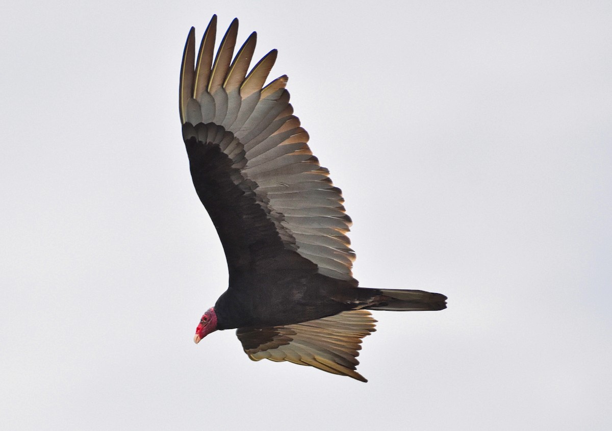 Turkey Vulture - ML85522611