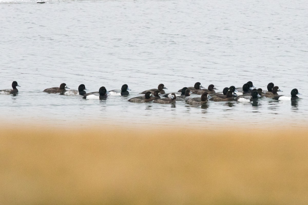 Greater Scaup - ML85522741