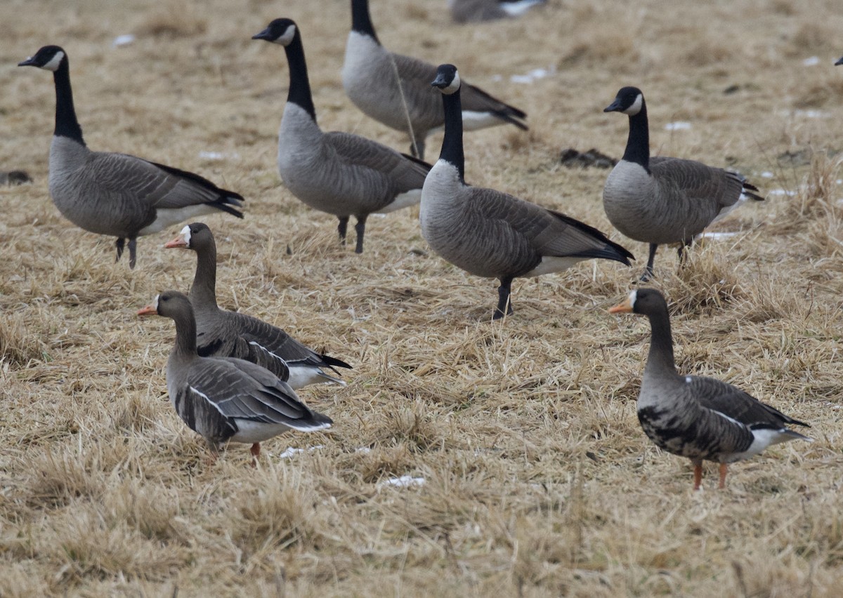 Greater White-fronted Goose - ML85522751
