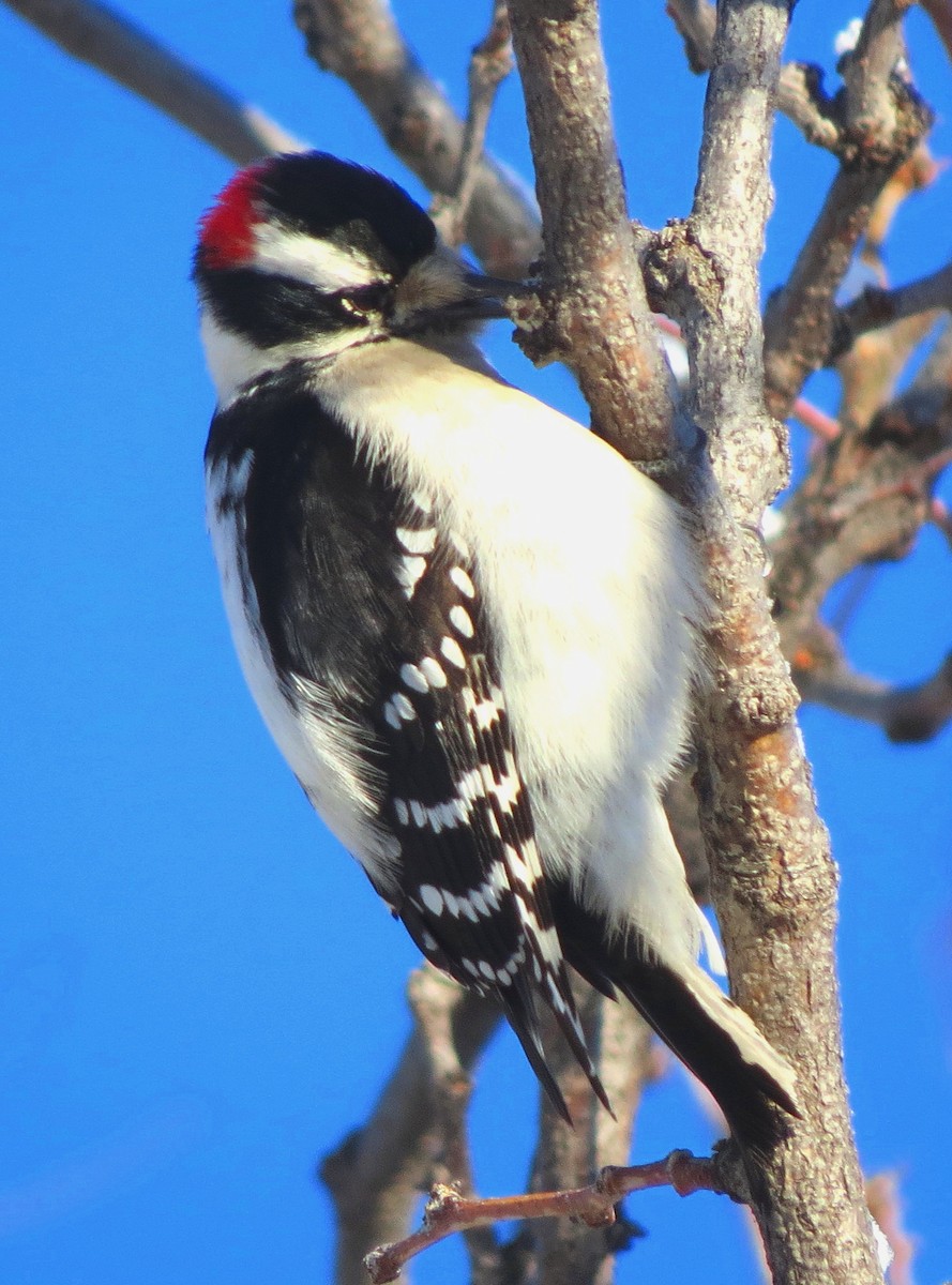 Downy Woodpecker - ML85522851