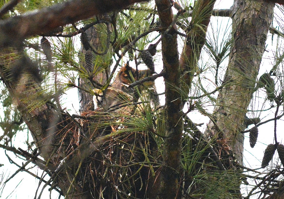Great Horned Owl - ML85523291