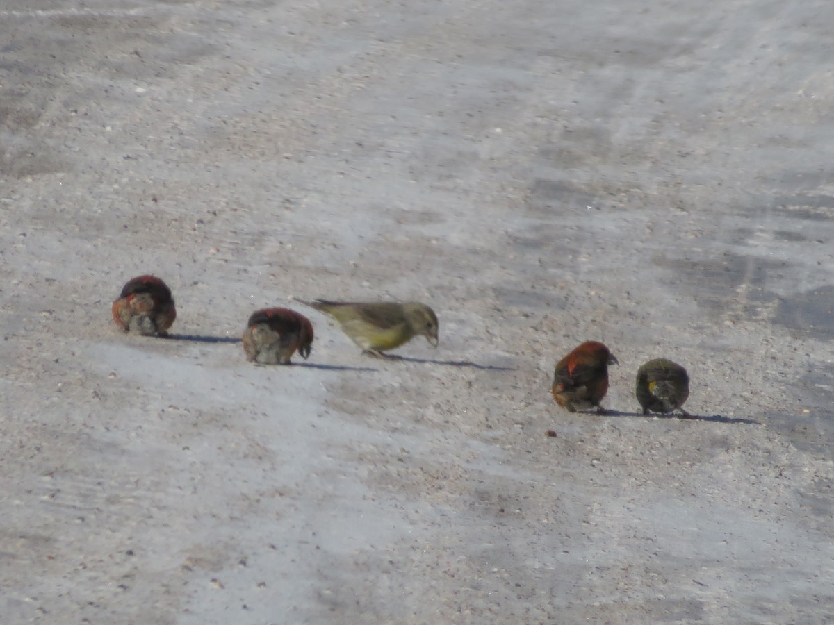 eBird Checklist - 10 Feb 2018 - Baraga Plains - 7 species (+1 other taxa)