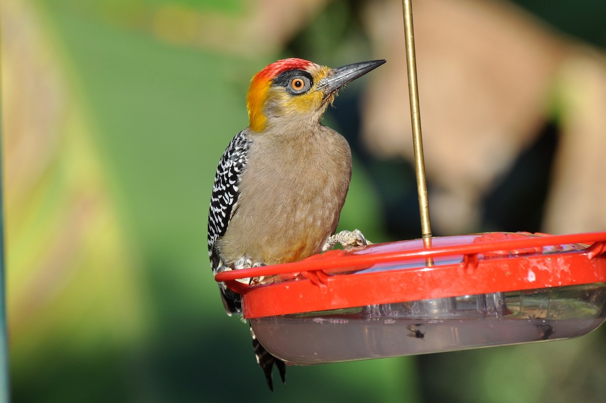 Golden-cheeked Woodpecker - ML85524041