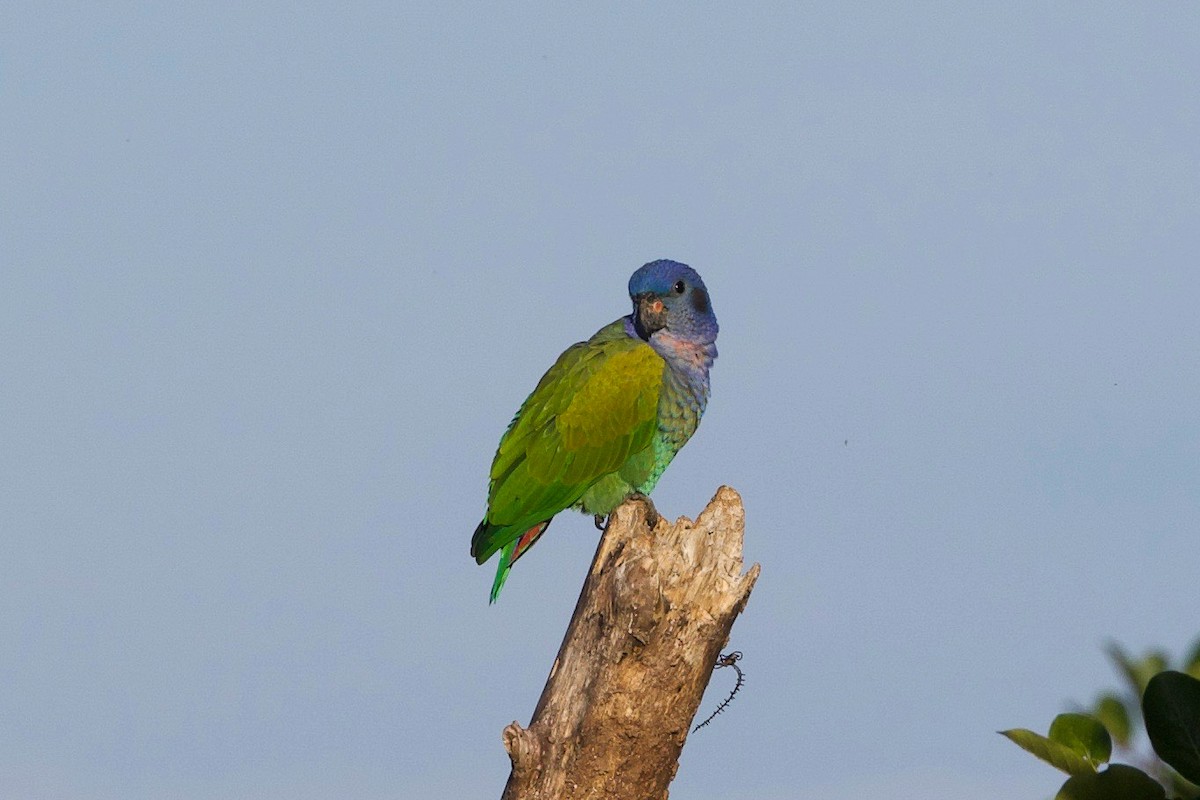 Blue-headed Parrot - Cory Gregory