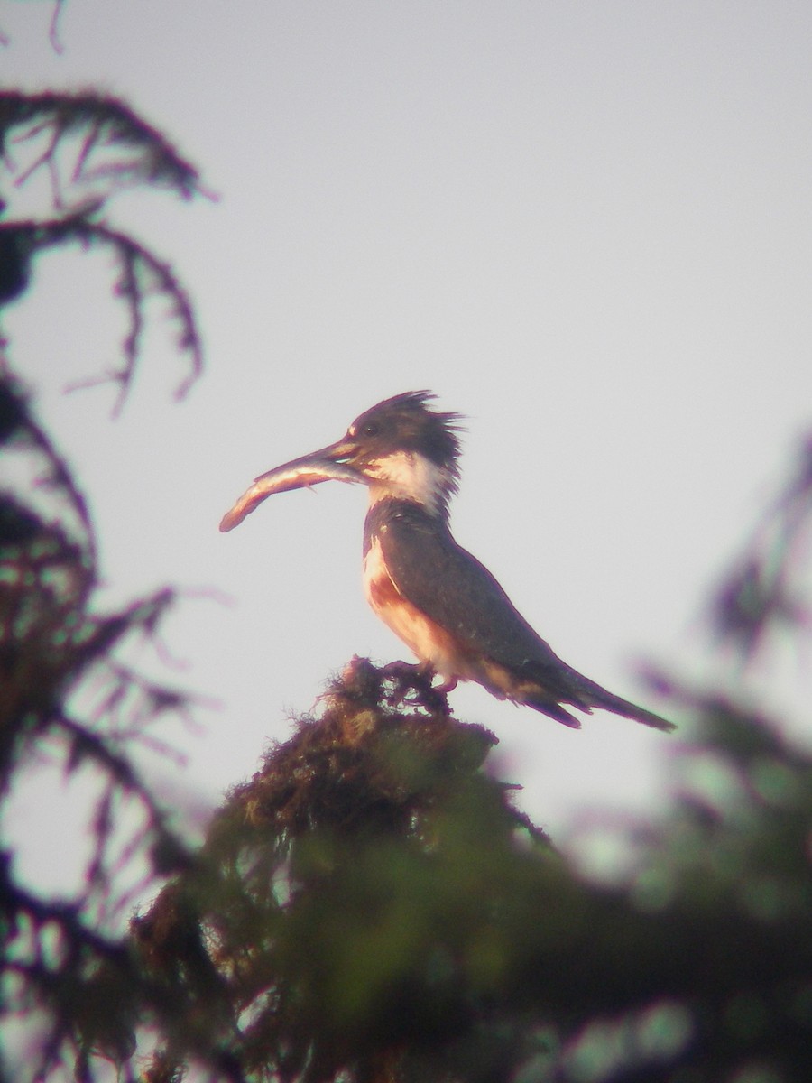 Belted Kingfisher - ML85524891