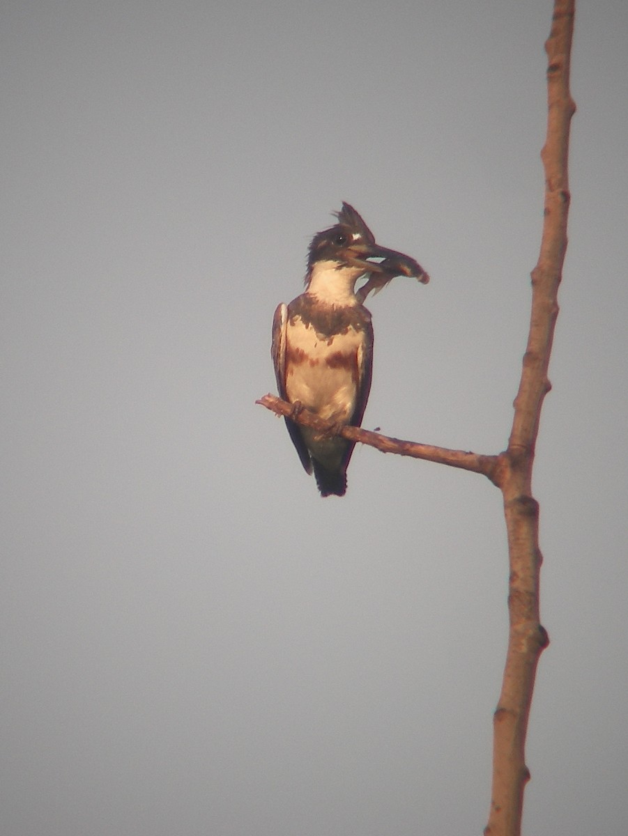 Belted Kingfisher - ML85524931