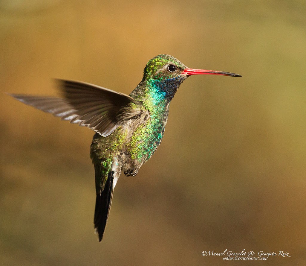 Broad-billed Hummingbird - manuel grosselet