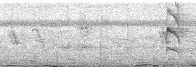 Küçük Dazlak Barbet - ML85527