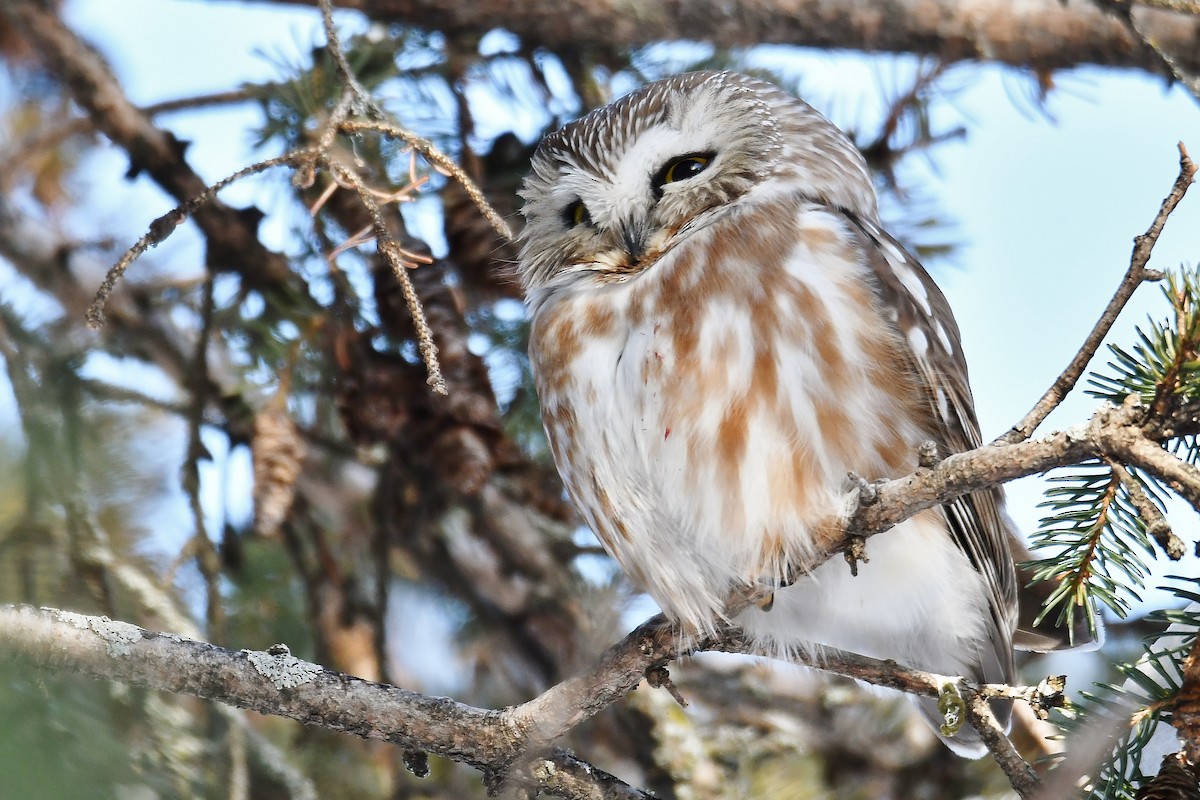 Northern Saw-whet Owl - André Lanouette