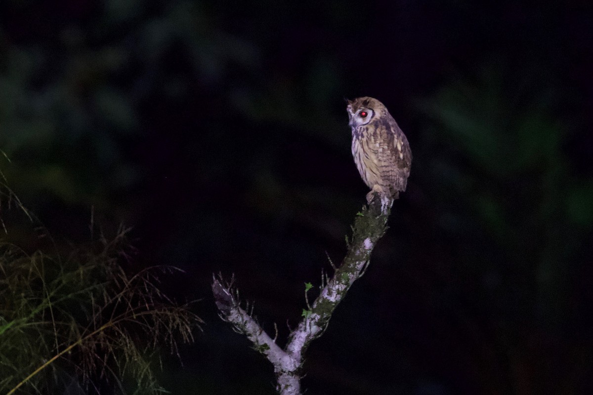 Striped Owl - ML85528911